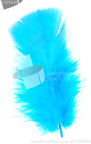 Image of blue feather