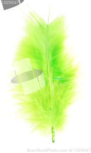 Image of green feather