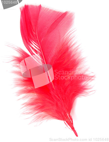 Image of red feather