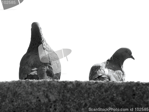 Image of pigeons against white sky