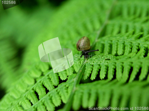 Image of snail on fern