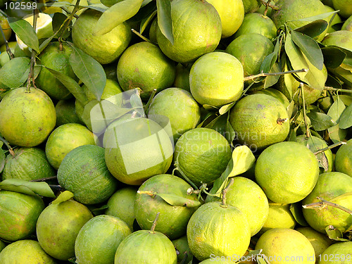 Image of Green oranges