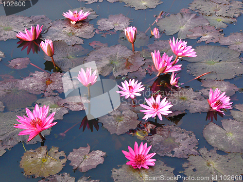 Image of Lotus flower show