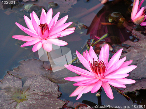 Image of Lotus flowers