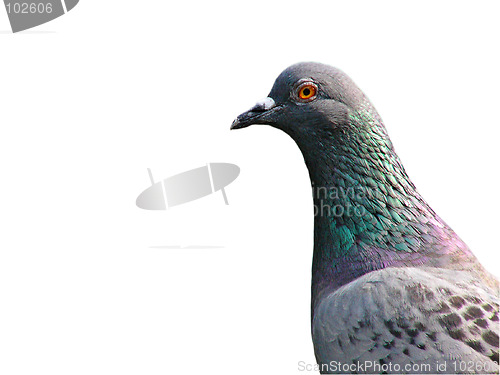 Image of Pigeon