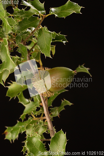 Image of Kermes oak branch