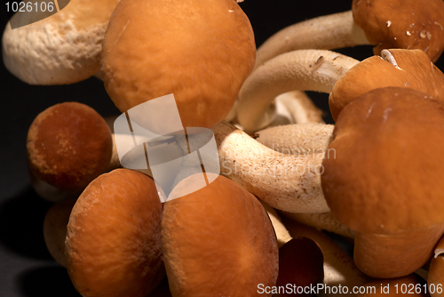 Image of Black poplar mushrooom