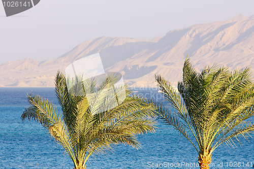 Image of Two Palm trees, Red Sea and mount background