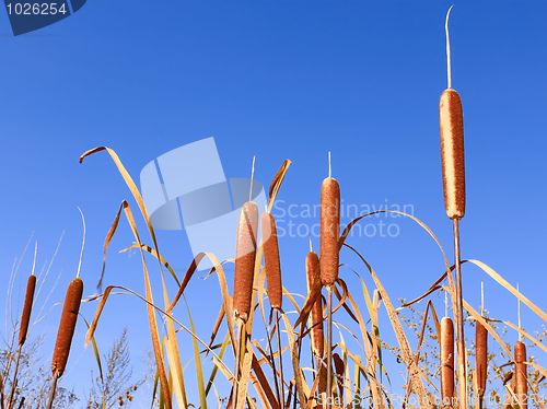 Image of Reedmace narrow-leaved tops