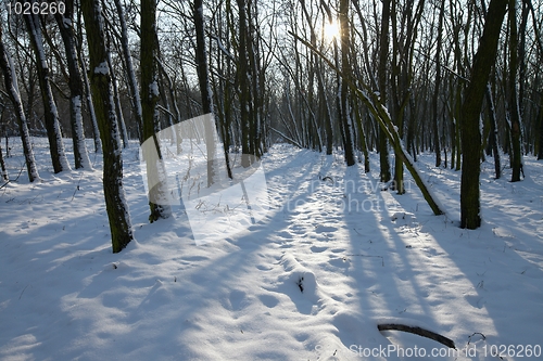 Image of Winter Forest