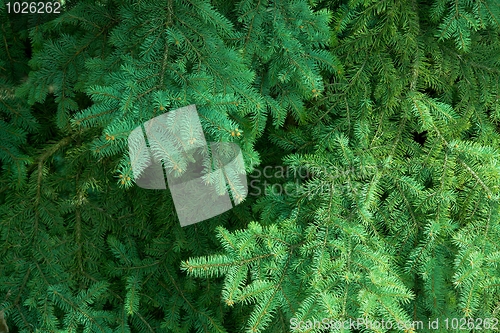 Image of Pine Tree