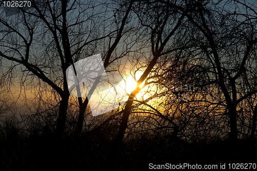 Image of Bare Trees