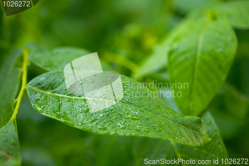 Image of Leaves