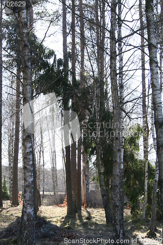 Image of Falling fir