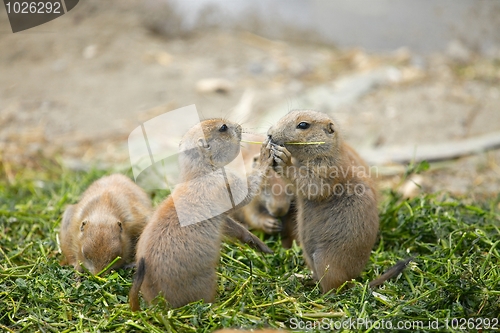 Image of Prairie dogs