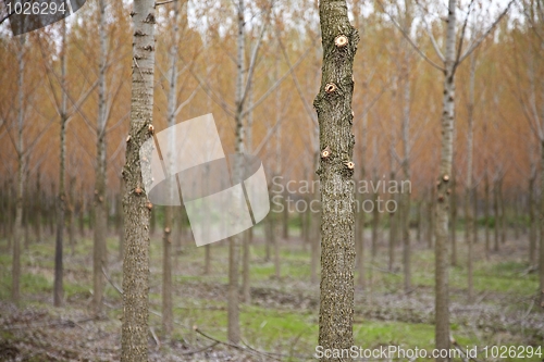 Image of Forest