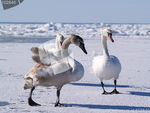 Image of Young swans