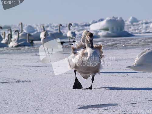 Image of Young swan running