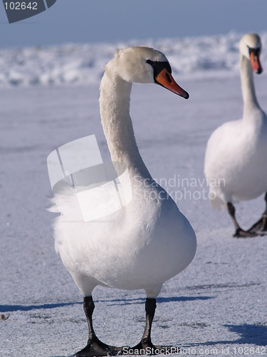 Image of Young swan