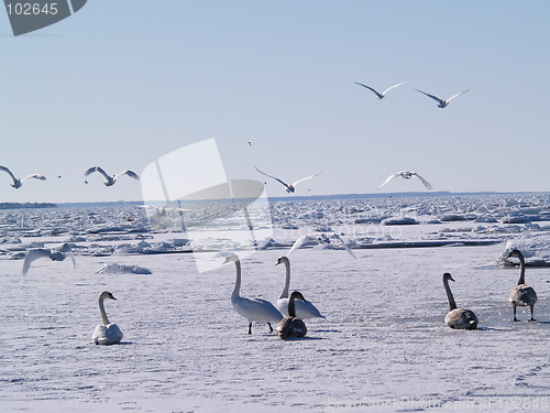 Image of Swans