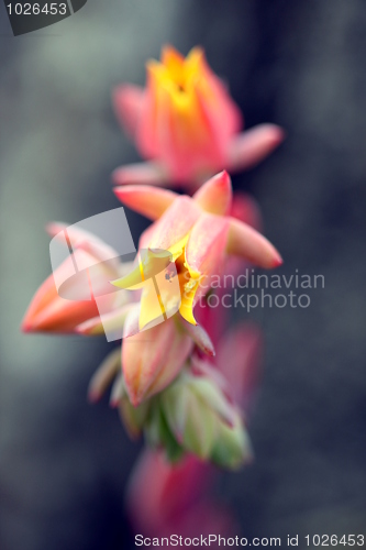 Image of echeveria runyonii habitus inflorescences