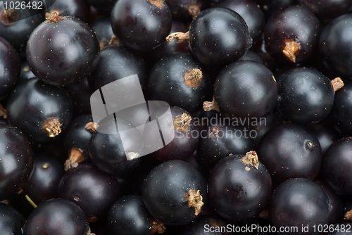 Image of Black currants closeup