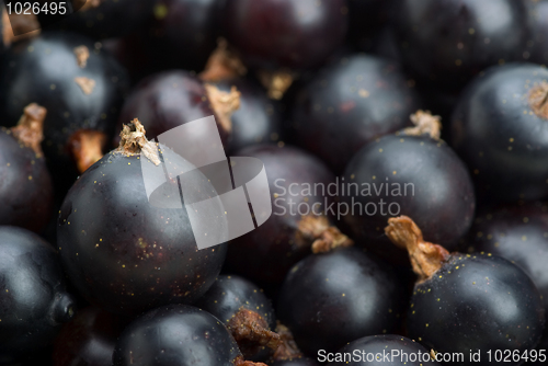 Image of Black currants