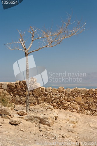Image of Dry tree on the ruins of ancient fortress in the desert 