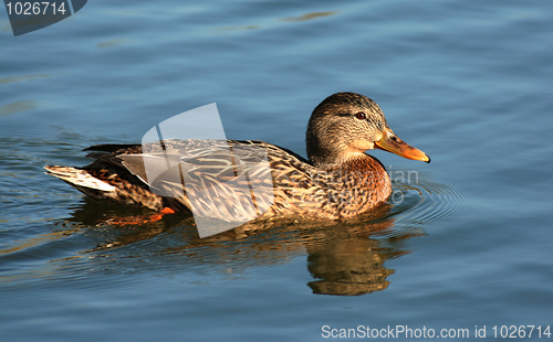 Image of Mallard Duck