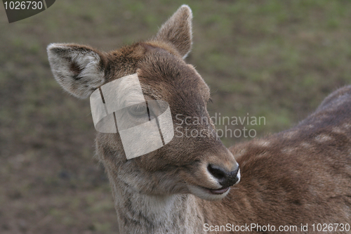 Image of Fallow deer