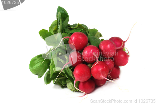 Image of Radishes