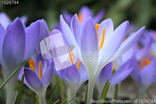 Image of Crocus