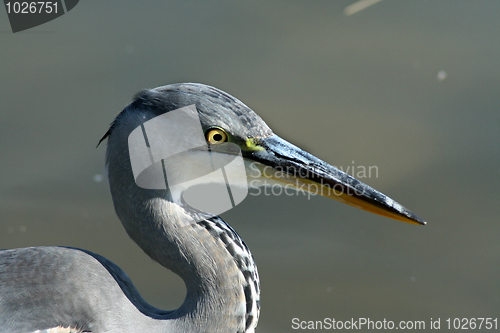 Image of Gray heron