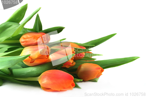 Image of Tulip bouquet