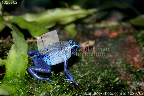 Image of blue poison dart frog