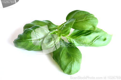 Image of basil