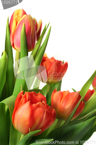 Image of Tulip bouquet