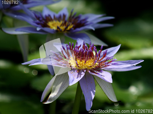 Image of Waterlily