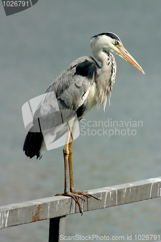 Image of Gray heron