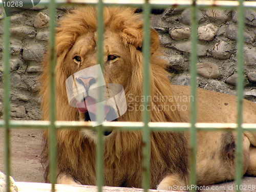 Image of Lion in the cage