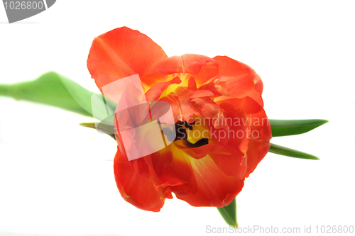 Image of Tulip