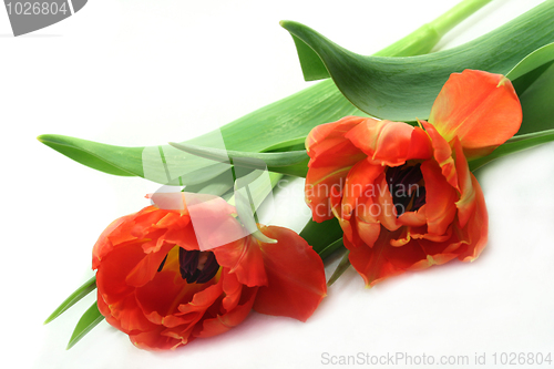 Image of Tulips