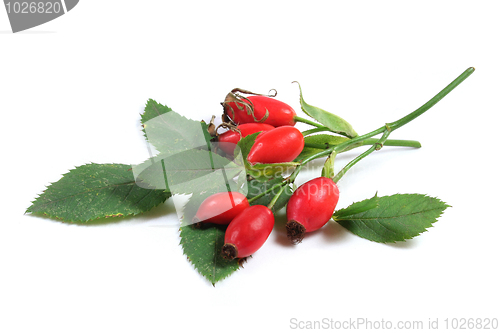 Image of Rosehip