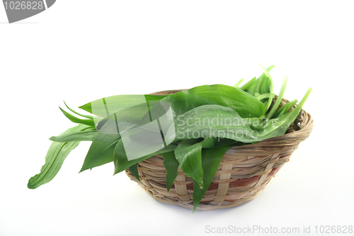 Image of Wild garlic
