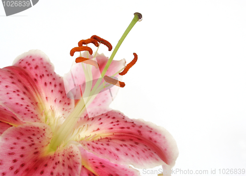 Image of Lily