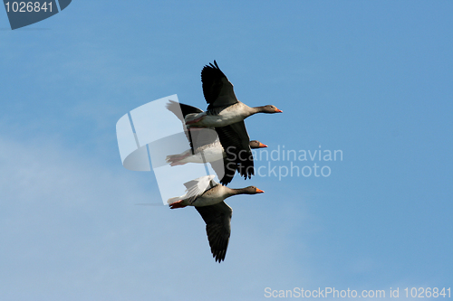 Image of Greylag