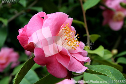 Image of Camellia