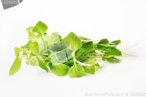 Image of oregano