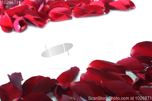Image of Rose petals