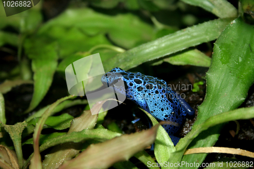 Image of blue poison dart frog